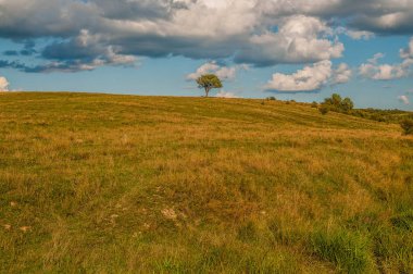 Bulutların arka planında kocaman bir ağaç