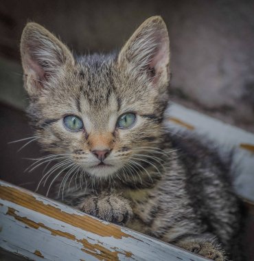 Kitten dikkatle kameraya bakar.