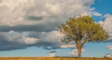 Bulutların arka planında kocaman bir ağaç
