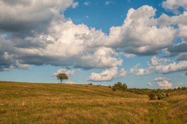 Yalnız bir ağaç manzara