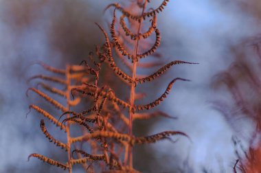 Gün batımında eğrelti otu makro
