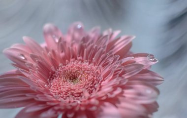 Pembe Gerbera Makro Shot