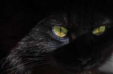 Pedigreed kürklü kedi yakın çekim