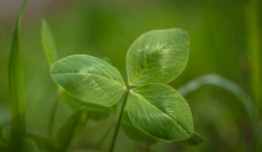 Yeşil yonca çekim makro