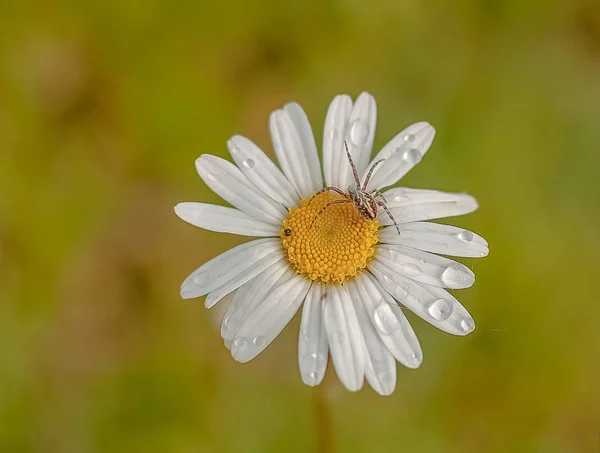 Chamomile Rain — Stock Photo, Image