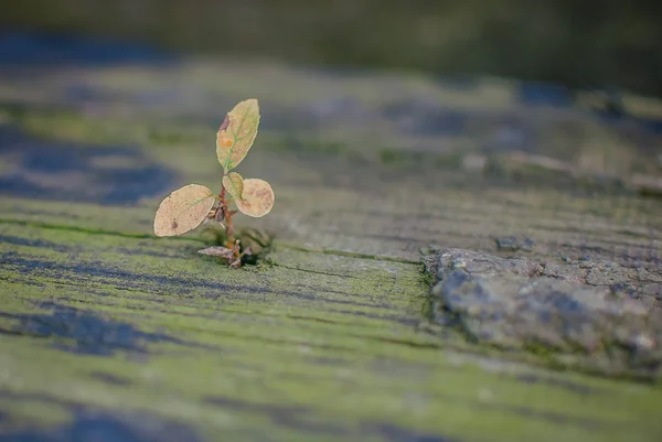 Une Petite Plante Fait Son Chemin Travers Les Planches — Photo