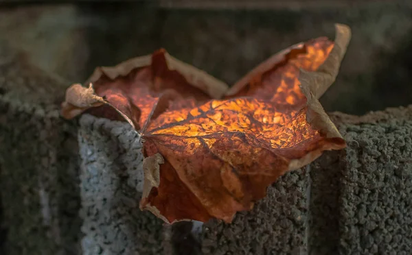 Macro Foglia Caduta — Foto Stock