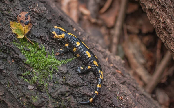 Salamandra Tronco Árvore — Fotografia de Stock