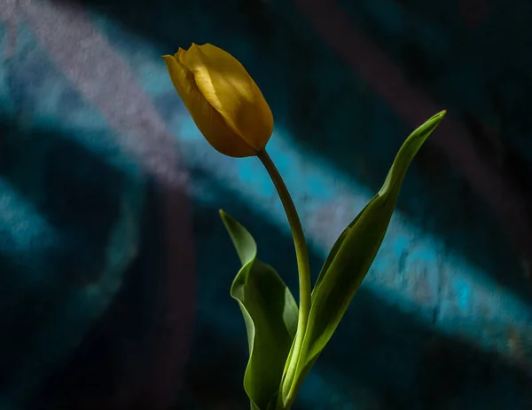 Tulipán Amarillo Sombra Parcial —  Fotos de Stock