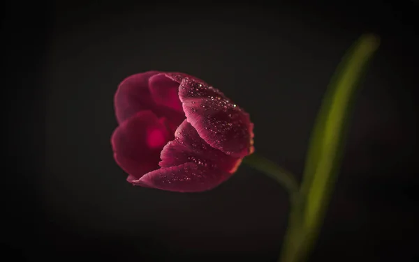 Hermoso Tulipán Color Burdeos Macro — Foto de Stock