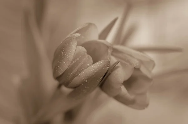 Two Tulips Hugging — Stock Photo, Image