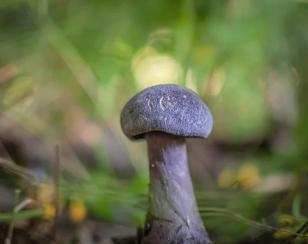 Macro Colpo Fungo Blu — Foto Stock