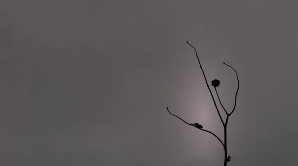 バレリーナをイメージした乾燥植物 — ストック写真