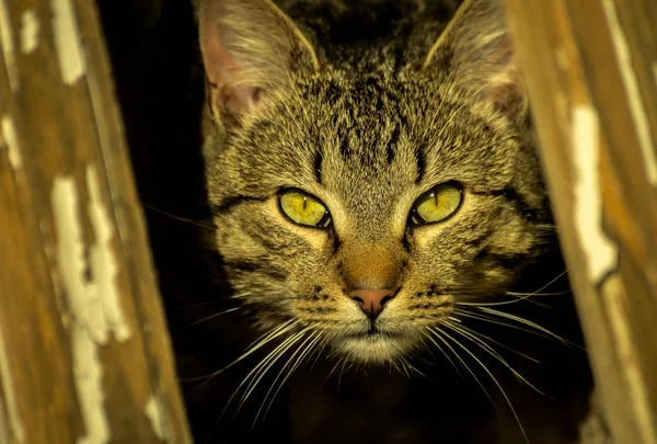 Guardando Diffidente Gatto Adulto — Foto Stock