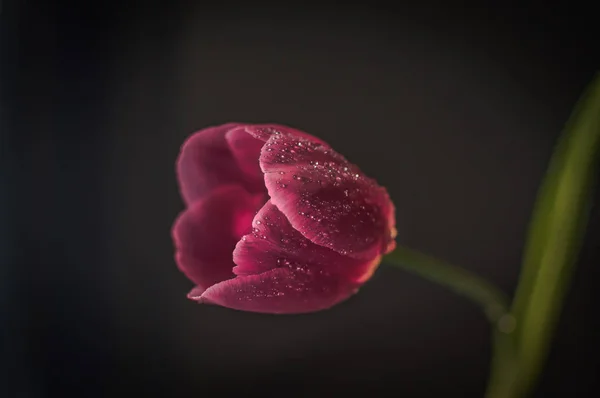 Tulipán Púrpura Macro Shot — Foto de Stock