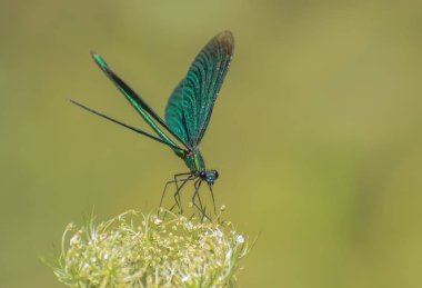 Sedefli kanatlı zarif yusufçuk