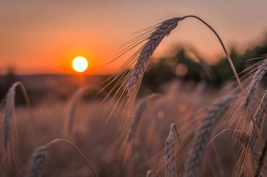 Güzel sonbahar Karpatlar Manzara