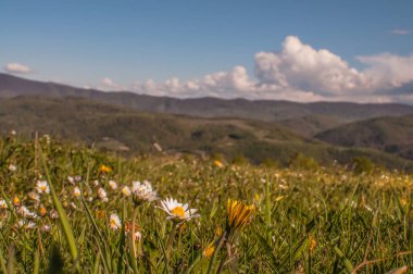 Kırsal yaz Karpatlar Peyzaj