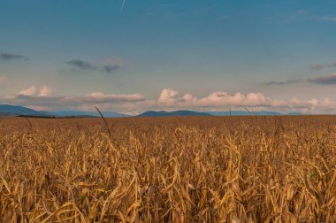 Kırsal yaz Karpatlar Peyzaj