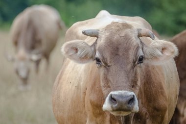 İnek kameraya özenle bakıyor.