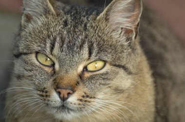 Evcil kedi yakın çekim portresi