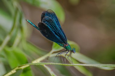 Mavi yusufçuk bir sap üzerinde oturan