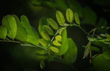 Bir akasya ağacının genç dalı
