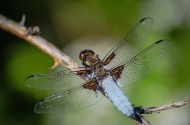 Bir dalda oturan yusufçuk.