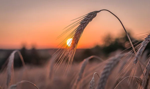 Spikelet Közelről Naplementekor — Stock Fotó