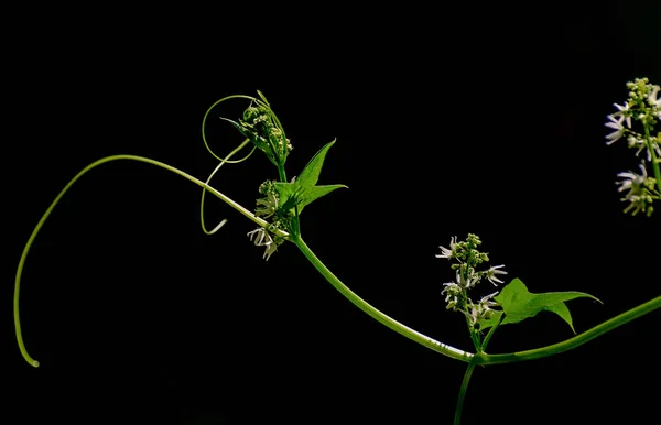 Liana Verde Suculenta Brilhante — Fotografia de Stock