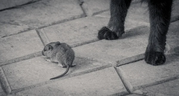 Мышь Перед Кошачьими Лапами — стоковое фото