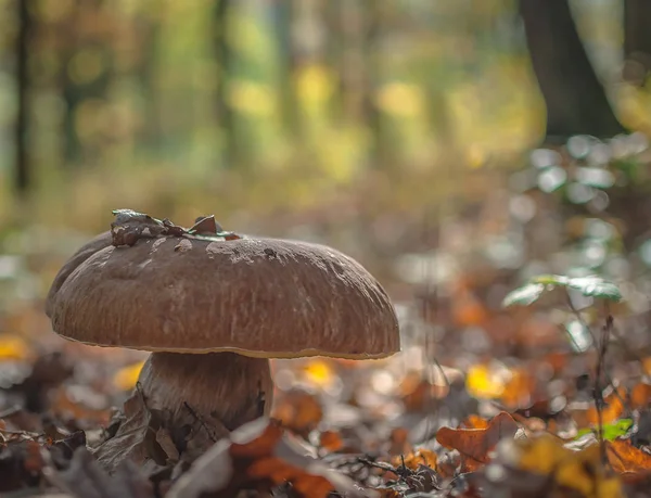 Enorme Hongo Comestible Bosque — Foto de Stock