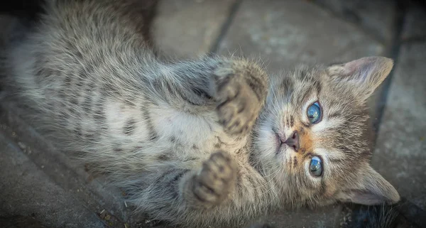 Schattig Pluizig Kitten Portret — Stockfoto