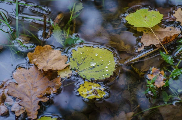 Foglie Cadute Nella Foresta Autunnale — Foto Stock