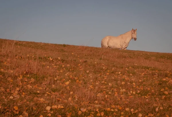 Cavalo Branco Montanha Outono — Fotografia de Stock
