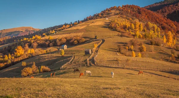 Peisajul Frumoaselor Carpați Toamnă — Fotografie, imagine de stoc