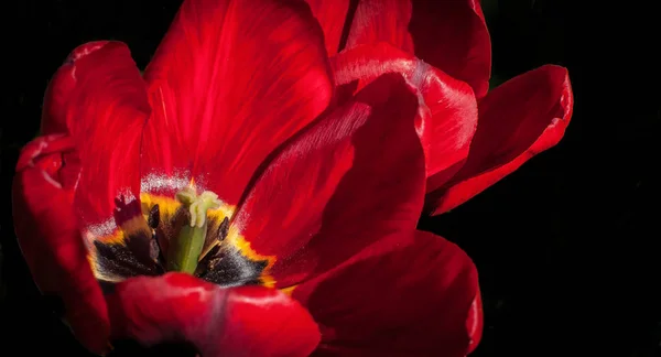 Svěží Červené Tulipánová Makra — Stock fotografie