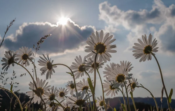 Pădure Strălucitoare Flori Sălbatice — Fotografie, imagine de stoc