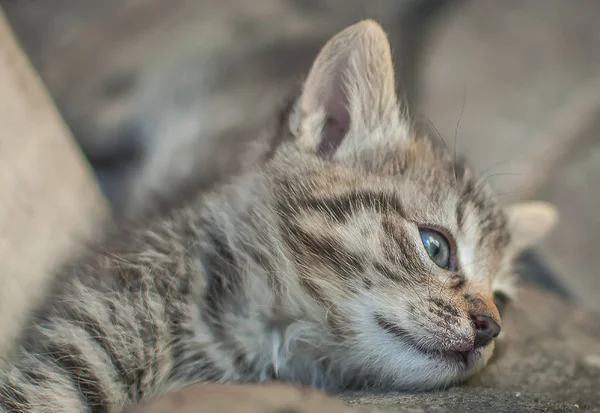 Schattig Pluizig Kitten Portret — Stockfoto