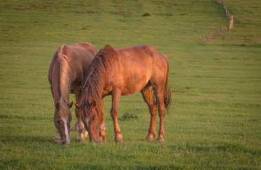 Bir çift at çayırda otluyor.