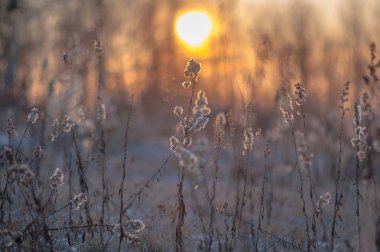 Karpatlar kış güneşli manzara