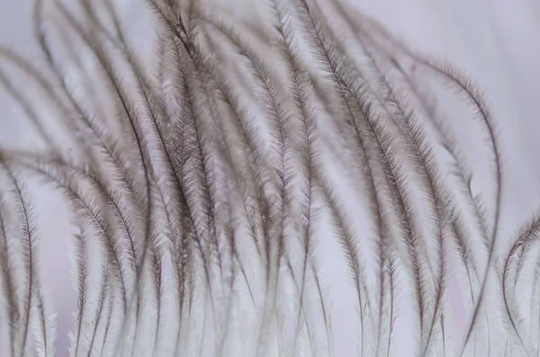 Macro Shot Plumes Autruche — Photo