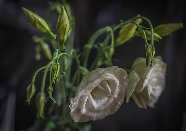 Belas Flores Brancas Macro — Fotografia de Stock