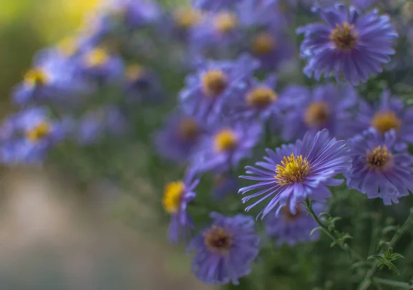Ragyogó Kék Őszi Virágok — Stock Fotó