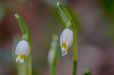 hassas bahar orman çiçekleri