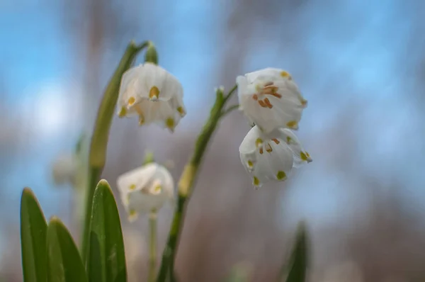 Delicati Fiori Della Foresta Primaverile — Foto Stock