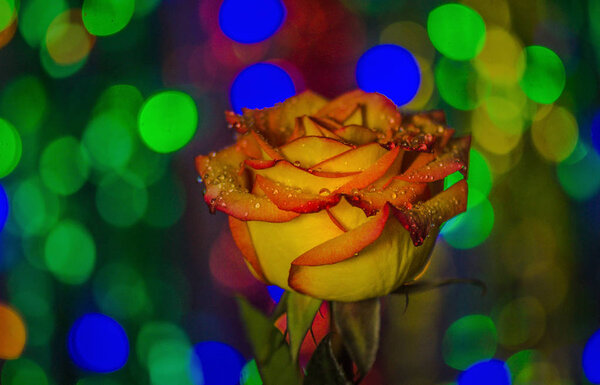 Роскошный блеск Rose Macro
