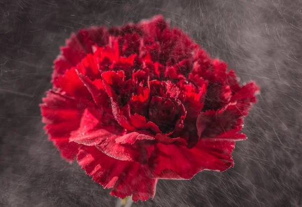 Luxurious Red Carnation Macro — Stock Photo, Image