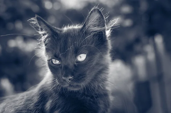 Retrato Gato Fofo — Fotografia de Stock