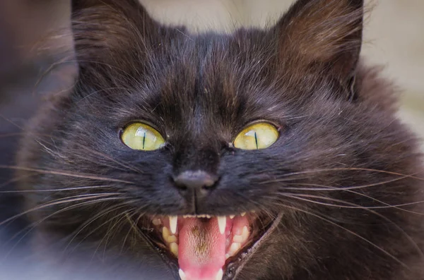 Portré Egy Bolyhos Macskáról — Stock Fotó
